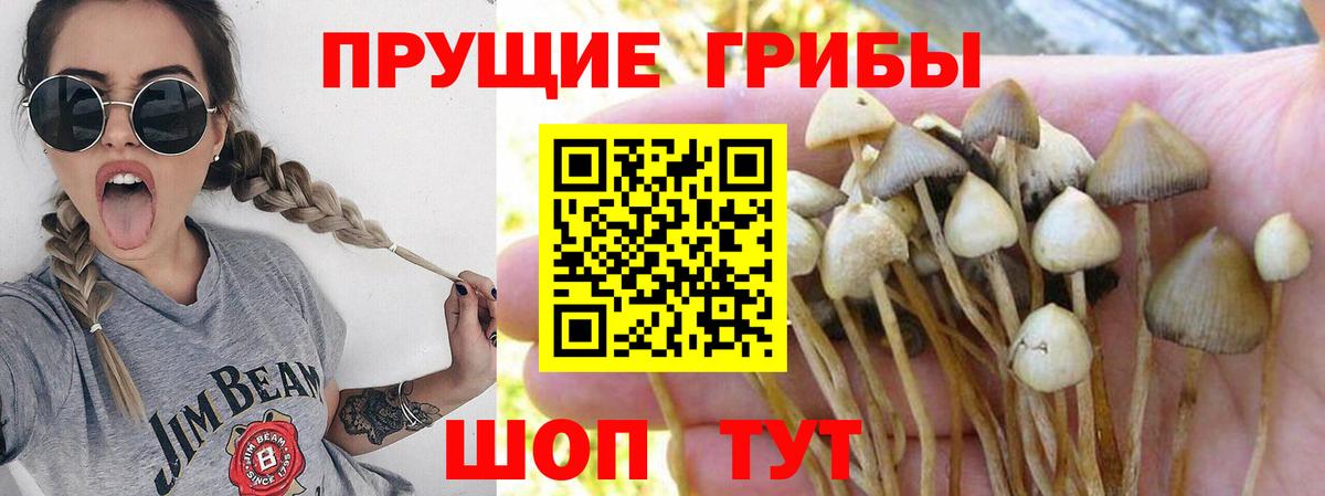 Галлюциногенные грибы MAGIC MUSHROOMS  купить наркоту  Мурино  Вход с VPN 
